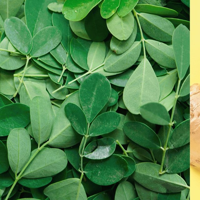 moringa
