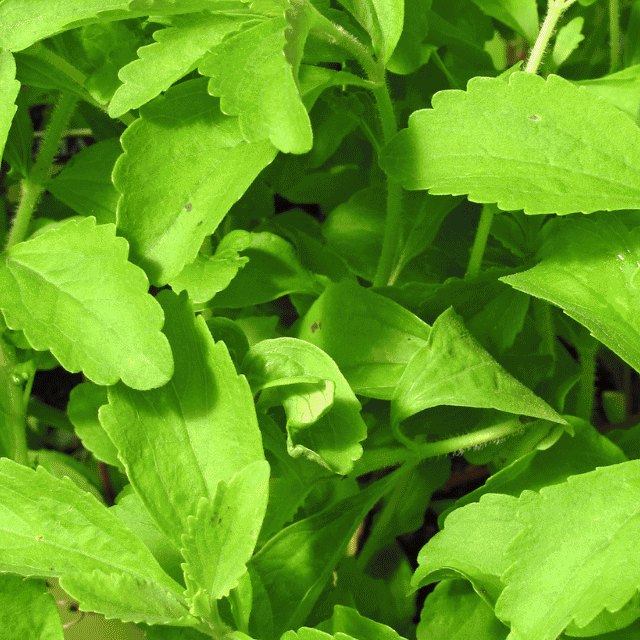 stevia
